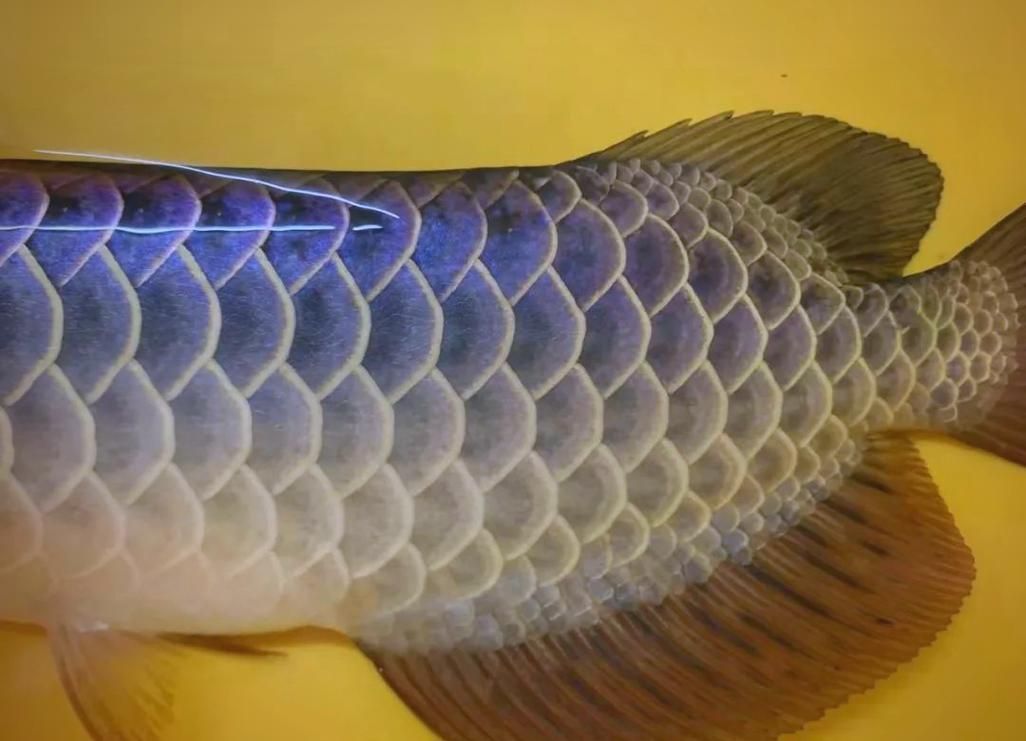 如何辨別龍魚的純種與否，如何辨別龍魚純種與否