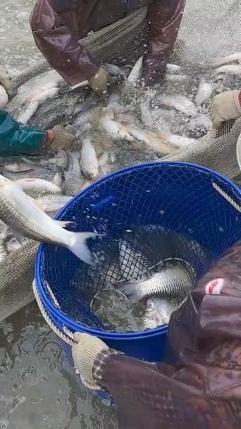 中國哪里可以買到忘不了魚？，全國可購買忘不了魚的餐廳和電商平臺清單