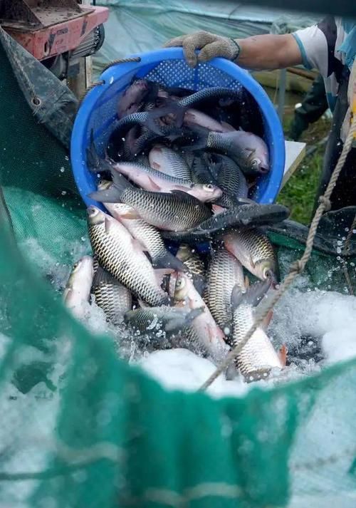 中國哪里可以買到忘不了魚？，全國可購買忘不了魚的餐廳和電商平臺清單