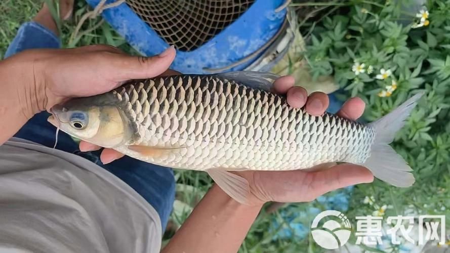 中國哪里可以買到忘不了魚？，全國可購買忘不了魚的餐廳和電商平臺清單
