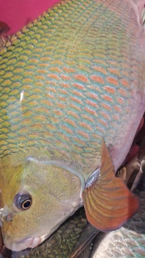 中國哪里可以買到忘不了魚？，全國可購買忘不了魚的餐廳和電商平臺清單