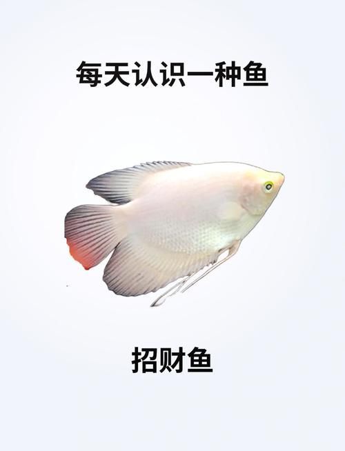 再給我?guī)讖堈胸旚~的圖片，招財貓魚腸炎會自愈嗎 再給我?guī)讖堈胸旚~的圖片，招財貓魚腸炎會自愈嗎 龍魚百科 第2張