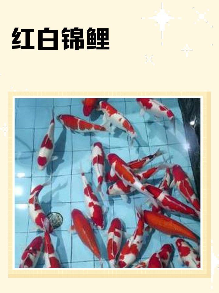 有哪些著名的紅白錦鯉品種？，日本錦鯉中最受歡迎的品種，紅白錦鯉品種，戰車紅龍魚多久換一次水