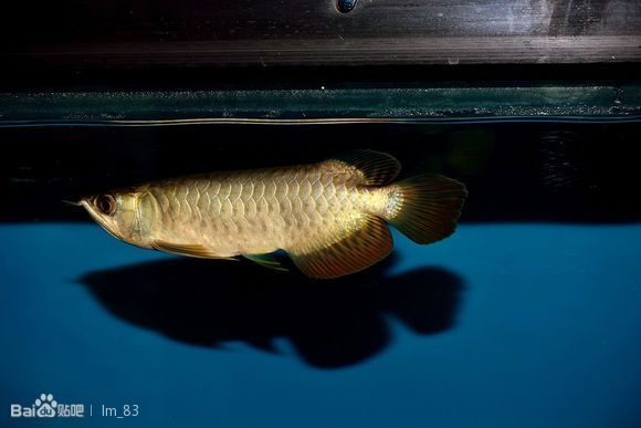 如何判斷過(guò)背金龍魚(yú)是否開(kāi)始爬背，如何判斷過(guò)背金龍魚(yú)開(kāi)始爬背