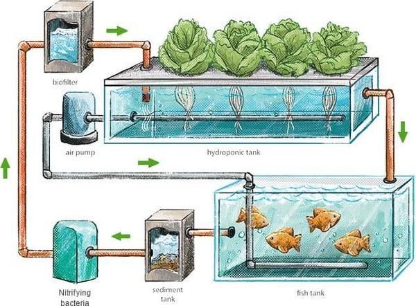 正規魚場應該有哪些環保措施？，正規魚場環保措施 正規魚場應該有哪些環保措施？，正規魚場環保措施 龍魚百科 第15張