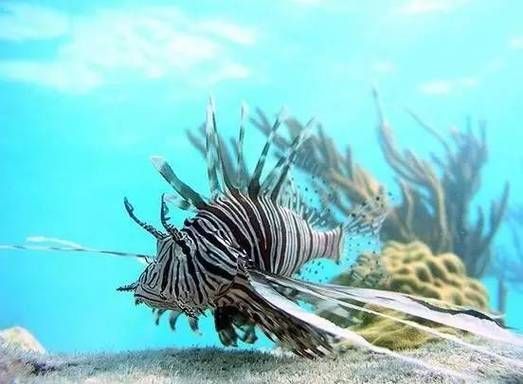 哪種海魚(yú)扎傷后感染風(fēng)險(xiǎn)最高，哪種海魚(yú)扎傷后感染風(fēng)險(xiǎn)最高？