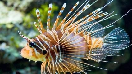 哪種海魚(yú)扎傷后感染風(fēng)險(xiǎn)最高，哪種海魚(yú)扎傷后感染風(fēng)險(xiǎn)最高？