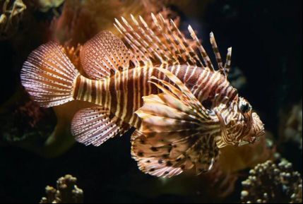 哪種海魚(yú)扎傷后感染風(fēng)險(xiǎn)最高，哪種海魚(yú)扎傷后感染風(fēng)險(xiǎn)最高？