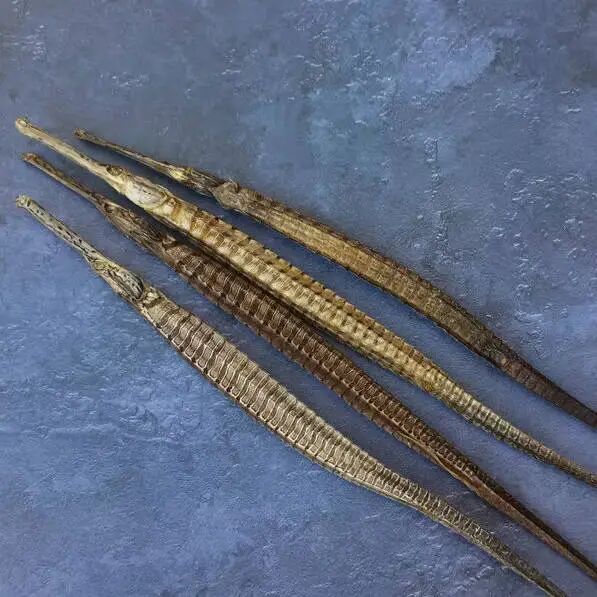 如何區分海龍與海馬的真偽，中國藥品鑒別——海馬 如何區分海龍與海馬的真偽，中國藥品鑒別——海馬 龍魚百科 第4張