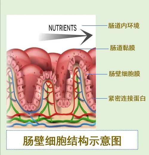 魚腸炎好轉后需要多久恢復健康,魚腸炎好轉后需要多久恢復健康因個體而異 龍魚百科 第1張 魚腸炎好轉后需要多久恢復健康,魚腸炎好轉后需要多久恢復健康因個體而異 魚腸炎好轉后需要多久恢復健康,魚腸炎好轉后需要多久恢復健康因個體而異 龍魚百科 第1張