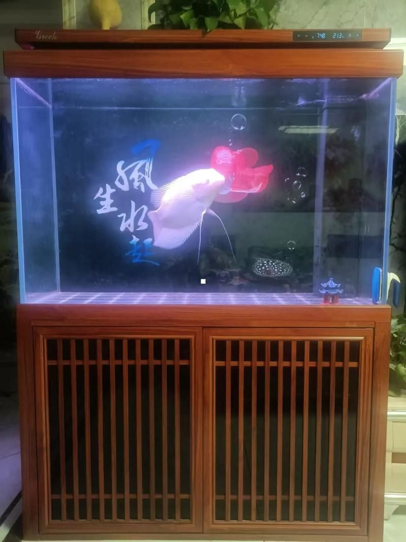 給我推薦幾款森森的明星產品，森森明星產品 給我推薦幾款森森的明星產品，森森明星產品 龍魚百科 第14張