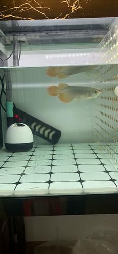如何鑒別真假綠皮紅龍魚，真假綠皮紅龍魚鑒別 如何鑒別真假綠皮紅龍魚，真假綠皮紅龍魚鑒別 龍魚百科 第5張