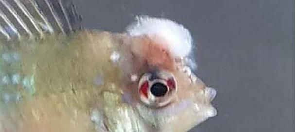 如何預防魚類真菌和細菌感染，魚類真菌與細菌感染的預防 如何預防魚類真菌和細菌感染，魚類真菌與細菌感染的預防 龍魚百科 第5張