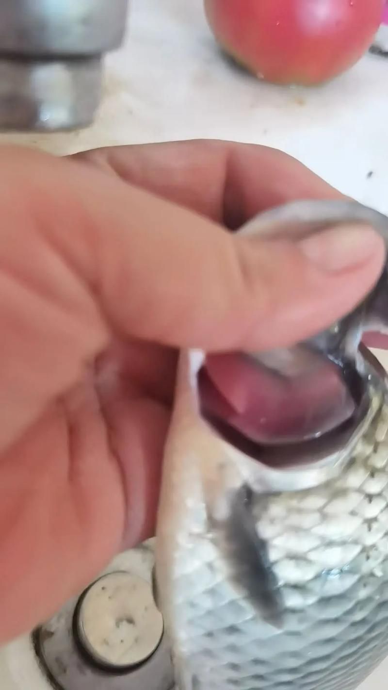 如何預防魚類真菌和細菌感染，魚類真菌與細菌感染的預防 如何預防魚類真菌和細菌感染，魚類真菌與細菌感染的預防 龍魚百科 第15張