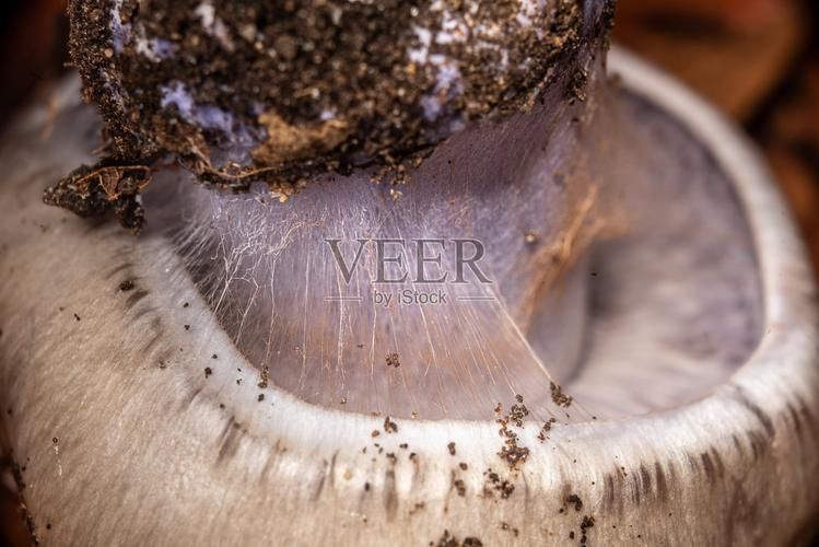 能再給幾張鰓部特寫圖嗎，海洋生物鰓部特寫圖是不可或缺的工具