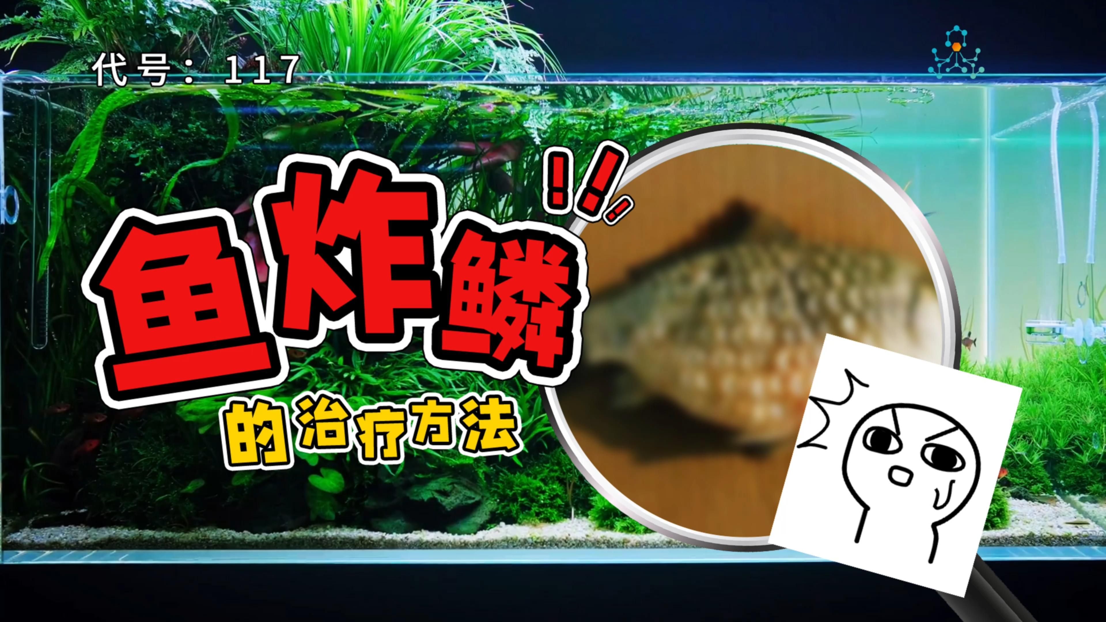 魚炸鱗后如何護(hù)理，最“惡心”的魚病-炸鱗