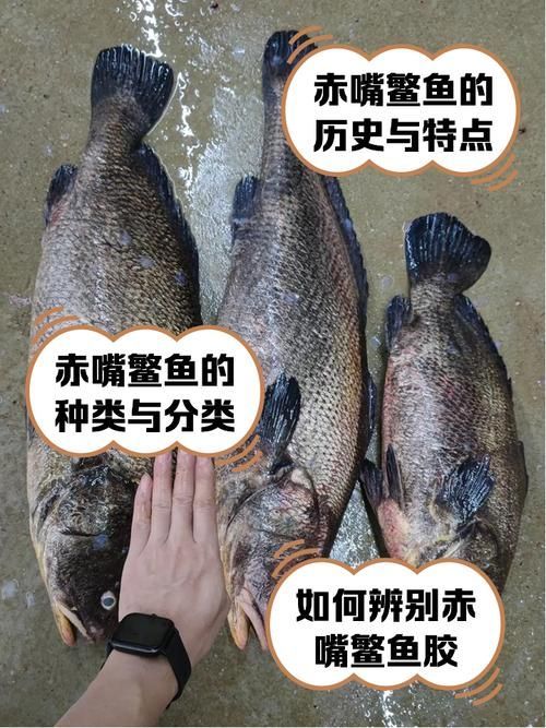 如何辨別魟魚的品種和品相？，如何辨別魟魚的品種與品相