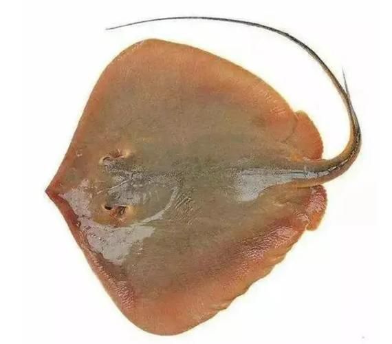 如何辨別魟魚的品種和品相？，如何辨別魟魚的品種與品相