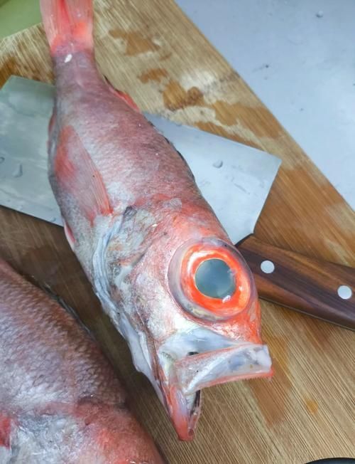 如何辨別魟魚的品種和品相？，如何辨別魟魚的品種與品相