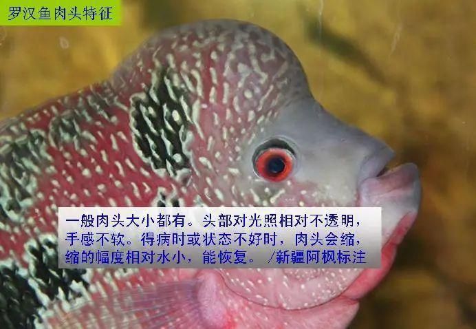 如何辨別羅漢魚的品質？，如何辨別羅漢魚的品質