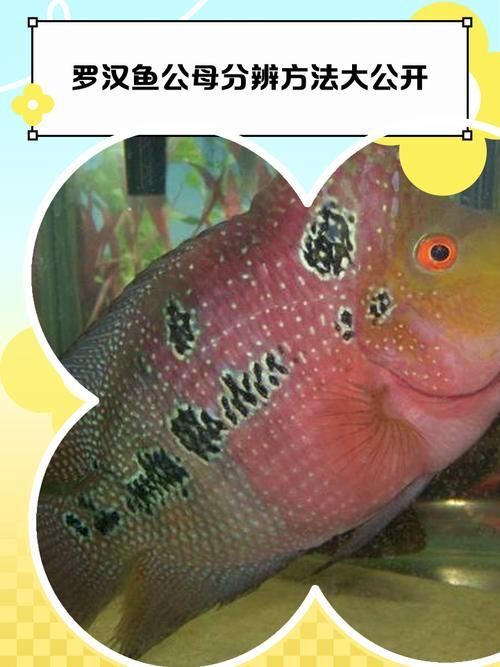 如何辨別羅漢魚的品質？，如何辨別羅漢魚的品質
