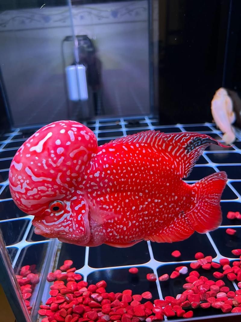 如何辨別羅漢魚的品質？，如何辨別羅漢魚的品質