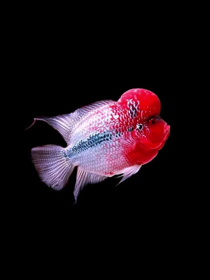 如何辨別羅漢魚的品質？，如何辨別羅漢魚的品質
