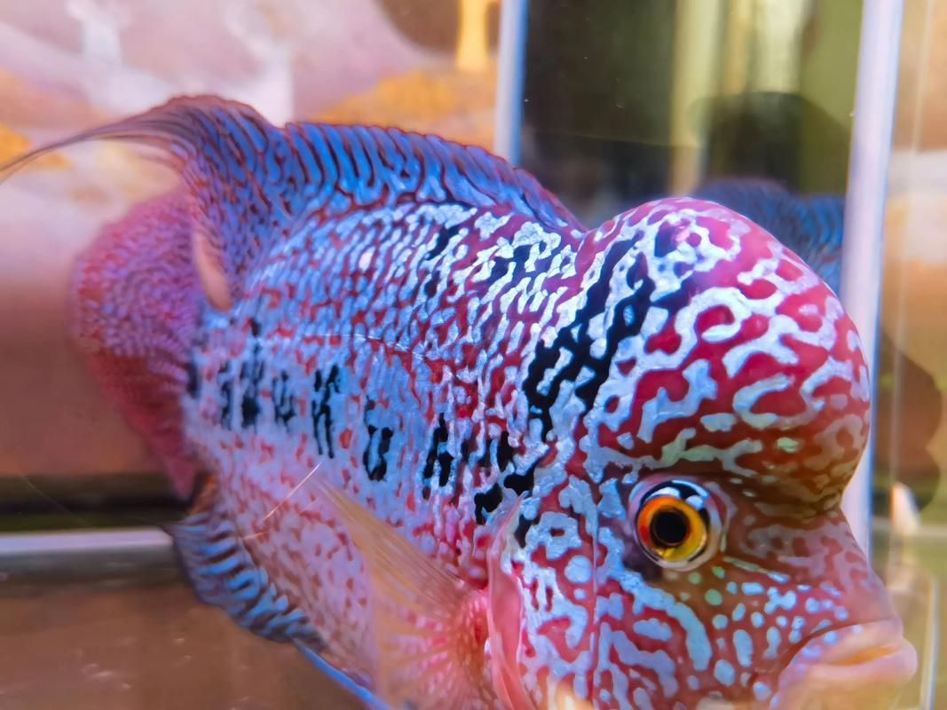 如何辨別羅漢魚的品質？，如何辨別羅漢魚的品質