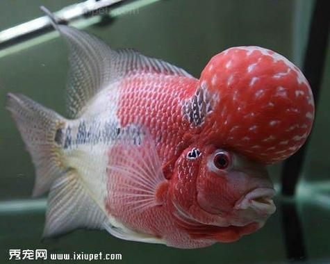 如何辨別羅漢魚的品質？，如何辨別羅漢魚的品質