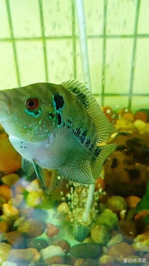 如何辨別羅漢魚的品質？，如何辨別羅漢魚的品質