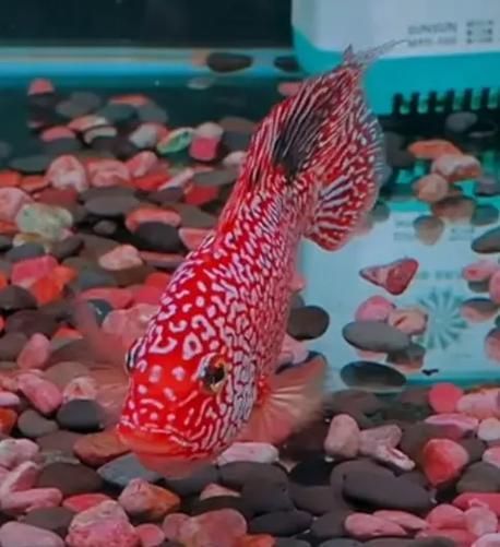 如何辨別羅漢魚的品質？，如何辨別羅漢魚的品質
