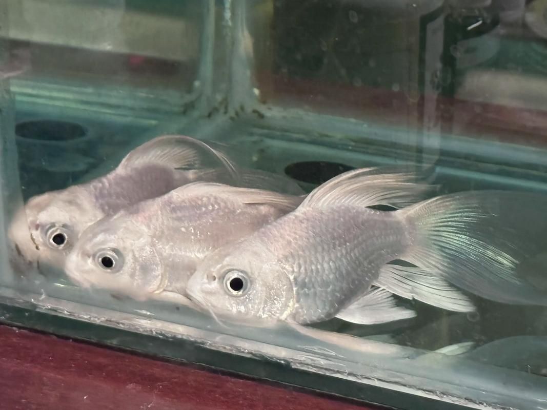 魚兒趴缸后如何恢復(fù)，魚兒趴缸后如何恢復(fù)，