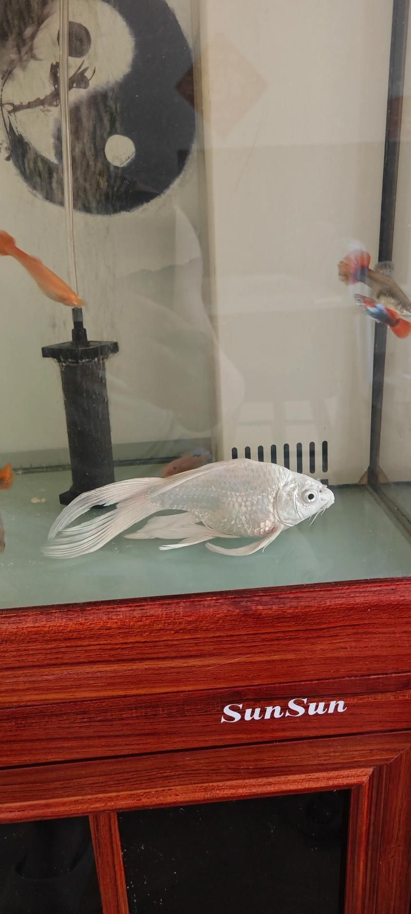 魚兒趴缸后如何恢復(fù)，魚兒趴缸后如何恢復(fù)，