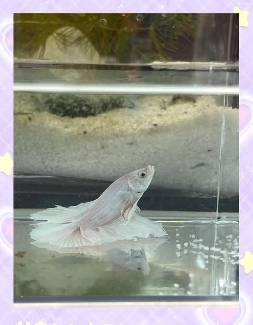 魚兒趴缸后如何恢復(fù)，魚兒趴缸后如何恢復(fù)，
