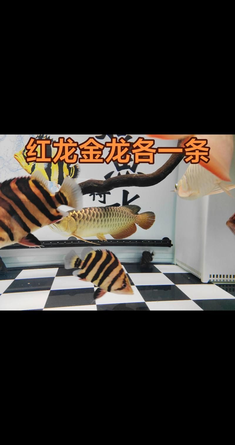 紅龍過背與高背哪個更有價值，如何判斷高背紅龍魚的發色潛力？