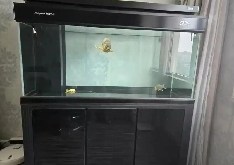 彩鰈、森森、閩江哪個品牌更可靠？，彩鰈、森森、閩江、彩鰈主流型號參數對比