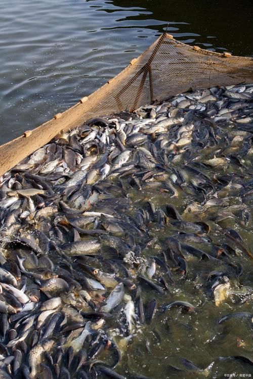 祥龍魚場的飼料魚飼養方法有哪些？，“祥龍魚場”的飼料魚飼養方法