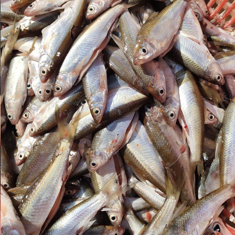 祥龍魚場的飼料魚飼養方法有哪些？，“祥龍魚場”的飼料魚飼養方法