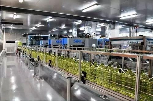 金龍魚基地有哪些參觀活動，廣東金龍魚基地參觀活動 金龍魚基地有哪些參觀活動，廣東金龍魚基地參觀活動 龍魚百科 第5張