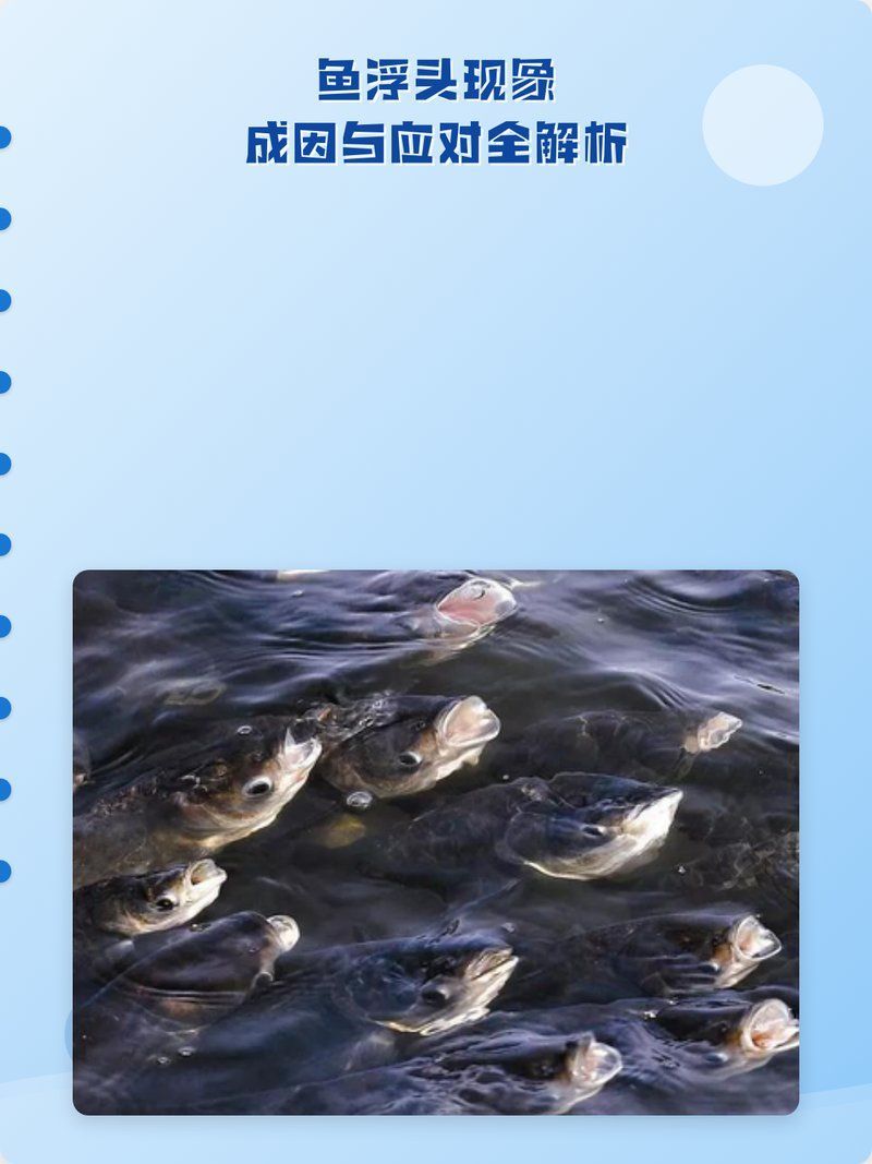 如何判斷魚浮頭的原因