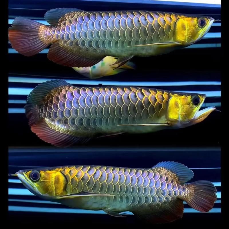 如何鑒別古典金龍魚的純度，古典金龍魚純度鑒別古典金龍魚純度鑒別指南