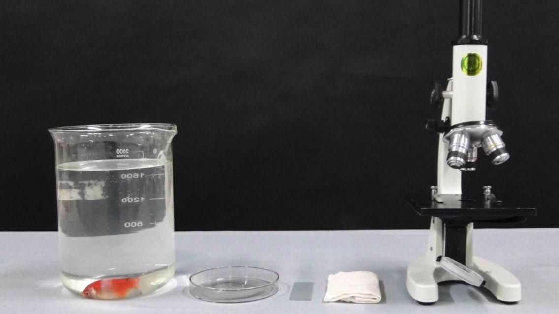 如何判斷魚(yú)鰭根部充血是否嚴(yán)重，如何判斷魚(yú)類(lèi)鰭根部充血