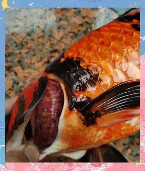 如何預防白色錦鯉身體發紅，北京錦鯉養殖水質管理