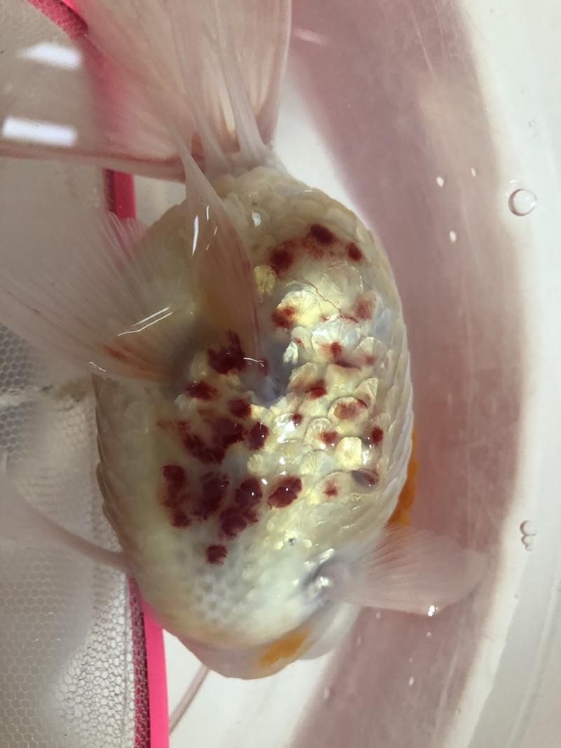 如何預防白色錦鯉身體發紅，北京錦鯉養殖水質管理