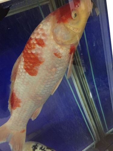 如何預防白色錦鯉身體發紅，北京錦鯉養殖水質管理