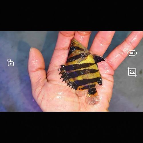 如何判斷印尼三紋虎的品質(zhì)？ 如何判斷印尼三紋虎的品質(zhì)？ 龍魚(yú)百科 第5張