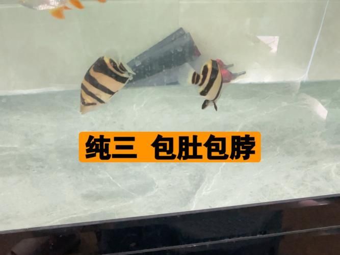 如何判斷印尼三紋虎的品質(zhì)？ 如何判斷印尼三紋虎的品質(zhì)？ 龍魚(yú)百科 第2張