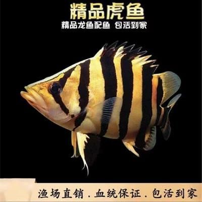如何判斷印尼三紋虎的品質(zhì)？ 如何判斷印尼三紋虎的品質(zhì)？ 龍魚(yú)百科 第6張