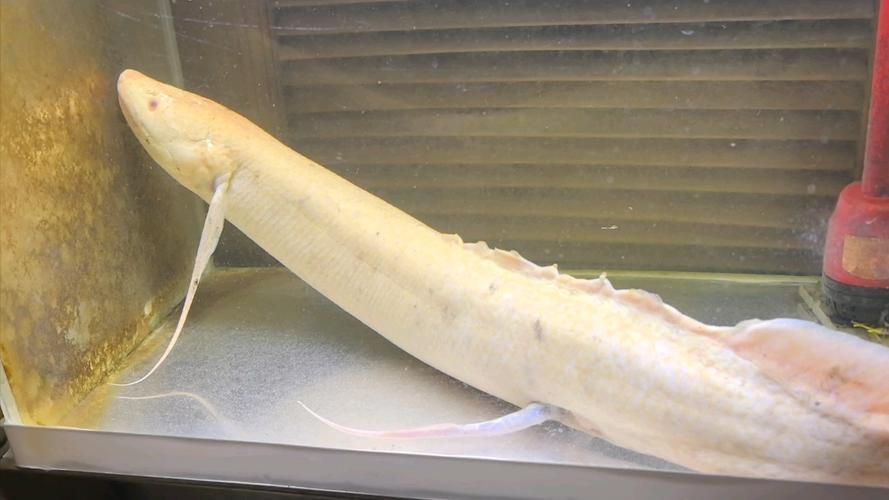 肺魚如何飼養(yǎng)？，肺魚飼養(yǎng)詳解 肺魚如何飼養(yǎng)？，肺魚飼養(yǎng)詳解 龍魚百科 第5張