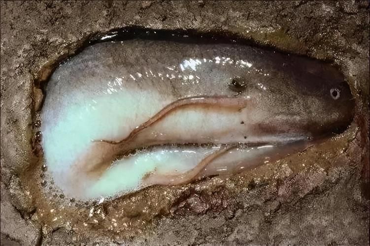 肺魚如何飼養(yǎng)？，肺魚飼養(yǎng)詳解 肺魚如何飼養(yǎng)？，肺魚飼養(yǎng)詳解 龍魚百科 第6張